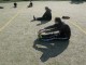 Thumbs/tn_IMG_3545.jpg